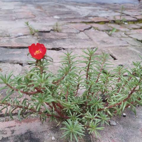一直不想承认自己在慢慢变老，光阴荏苒中，褪去稚嫩，苍老了容颜。