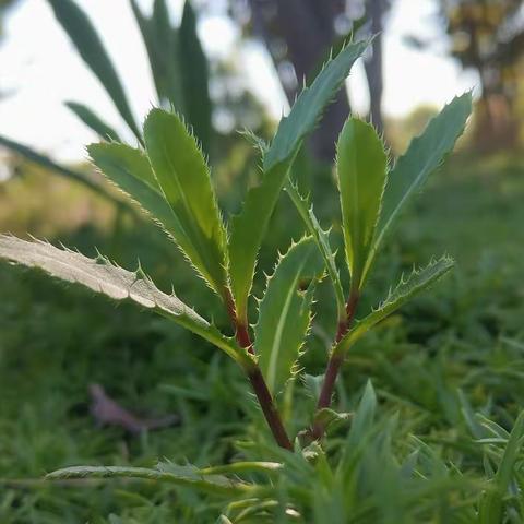 愿所有美好都如期而至