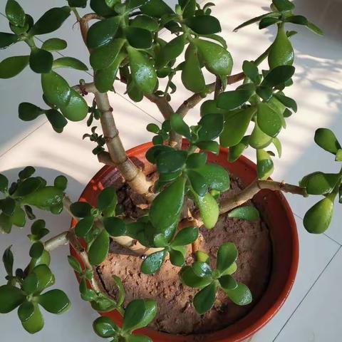 岁月静好~的美篇