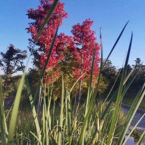 永不言弃的美篇