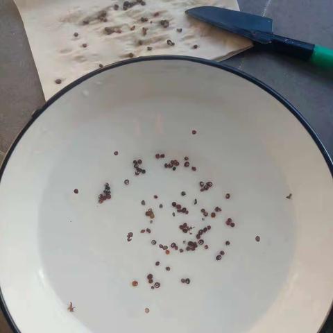 凤仙花观察日志