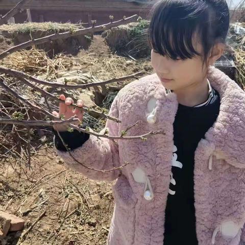 寻找春天   记录春天-语文实践活动