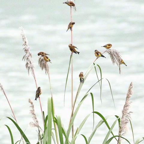 《金翅雀》2022.11.27拍于 宜宾菜坝