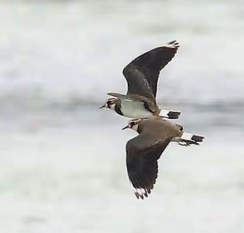 《凤头麦鸡》 2022.11.29拍于 宜宾菜坝 （二）