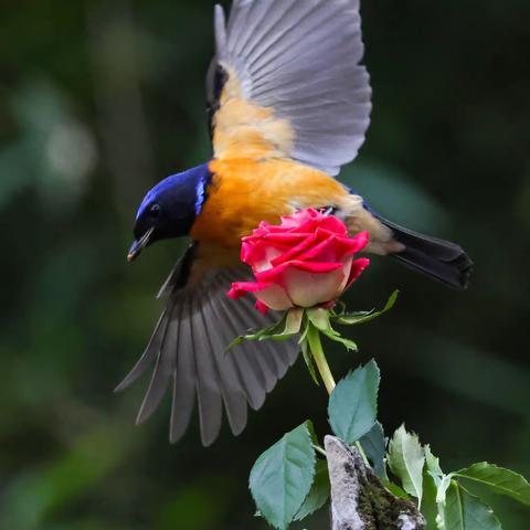 《棕腹大仙鹟》2023.1.28拍于流杯池盆景园 （二）