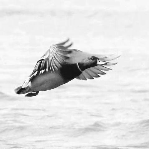 《野鸭》2022.11.15拍于 金沙江