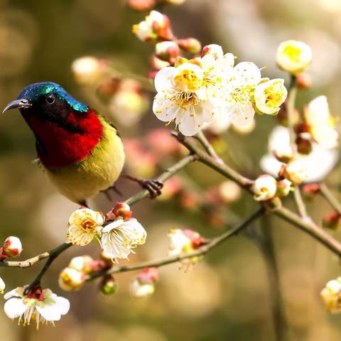 《樱花树上太阳鸟》 2023.2拍摄 大地坡公园
