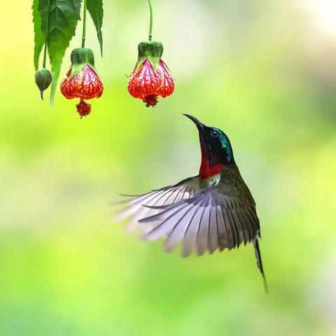 《叉尾太阳鸟》2023.2.5拍于鑫杰座.大地坡