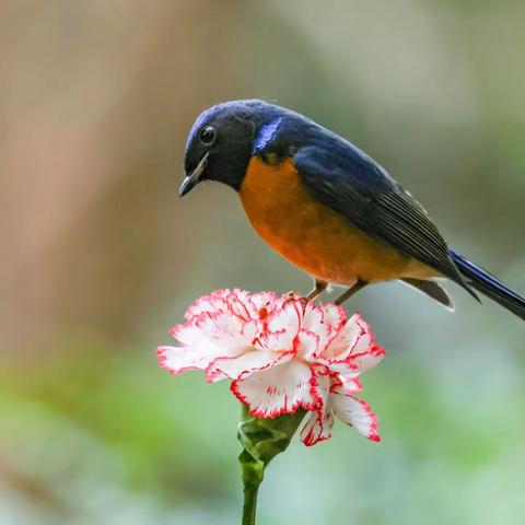 《叉尾太阳鸟》2023.2.6编辑流杯池盆景园拍摄 （三）