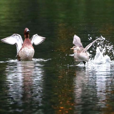 《天池公园禽鸟记》 白眼潜鸭戏水 小䴙䴘捕鱼 骨顶鸡觅食 2022.11.12拍摄
