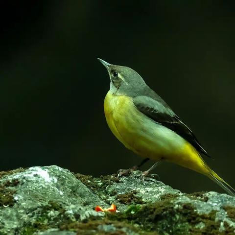 《灰鹡鸰》2023.2.10拍于阳光半岛小区