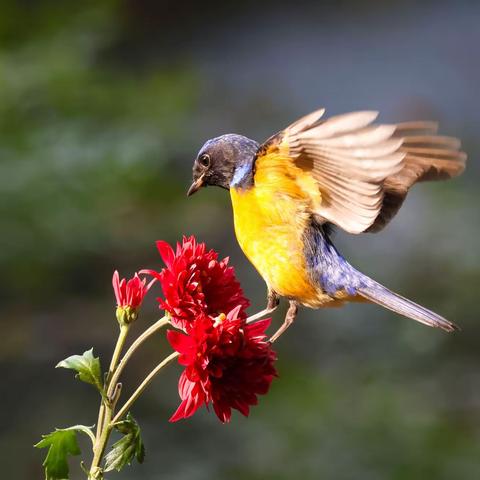 《棕腹大仙鹟》 2023.1.19拍于 流杯池盆景园 （一）