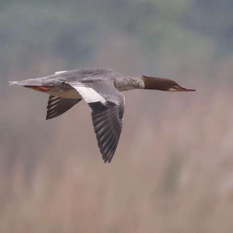 《普通秋沙鸭》 《赤麻鸭》2022.12.9拍于 思坡中坝子