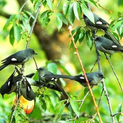 《长尾奇鹛》2023.2.28拍于云南百花岭