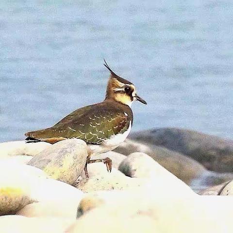 《凤头麦鸡》2022.11拍于宜宾菜坝 （一）