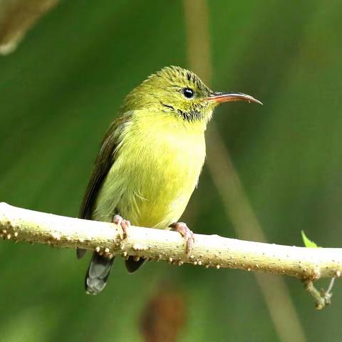 《叉尾太阳鸟》 2022.11.16拍于 龙头山馠麝山庄