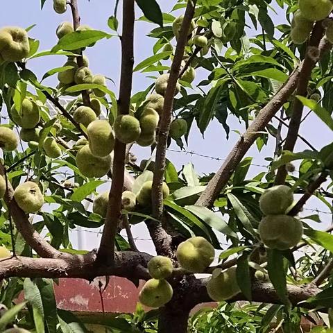 双减进行时 美育谱新章——任丘市石门桥镇东王庄学校 美育“双减”活动成果剪影