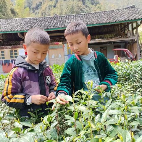 清明采茶，踏春，赏花———硒都民族实验小学112班刘洲铭游记