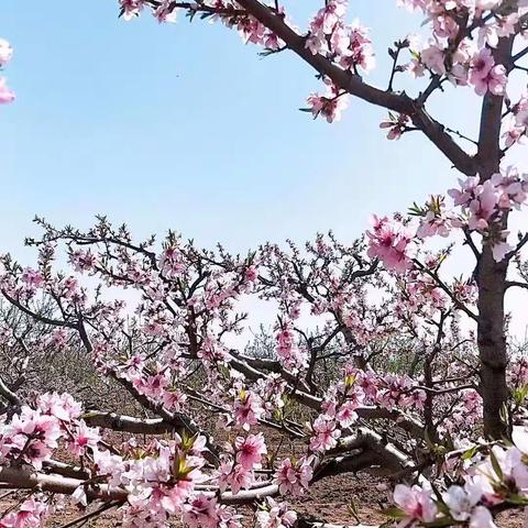 清华学霸：给小学生的10个忠告！初中才知道就太晚了