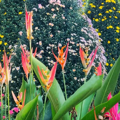 逛公园儿……！