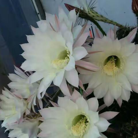 我们家阳台养的仙人掌🌵花