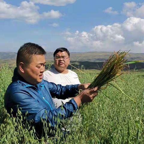 农业部禾豆混播混贮试验如期开展