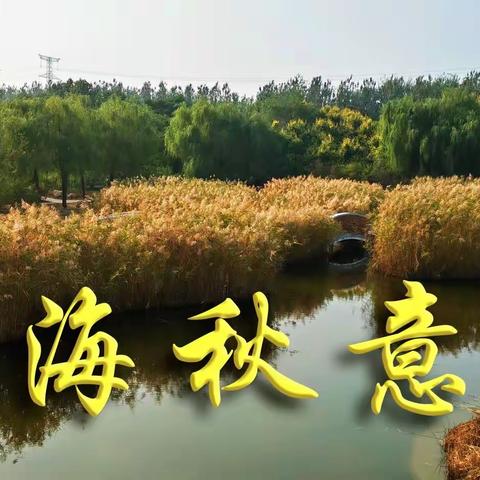 滨海秋意浓