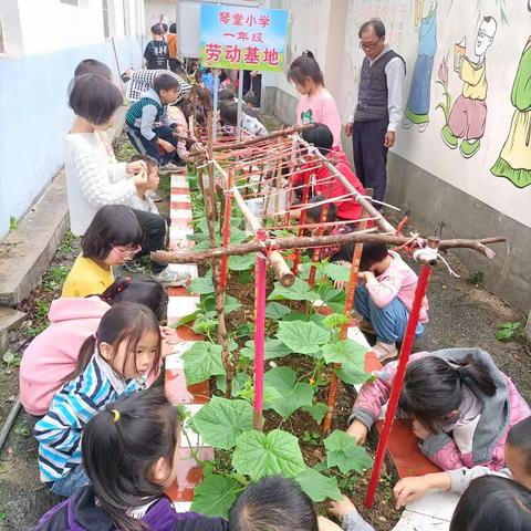 马山县古寨瑶族乡琴堂小学小    学生参加劳动体验