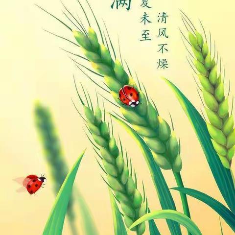 🌾🌾小满小满，麦粒渐满🌾🌾二十四节气之“小满”主题教育活动——喀什市第十幼儿园