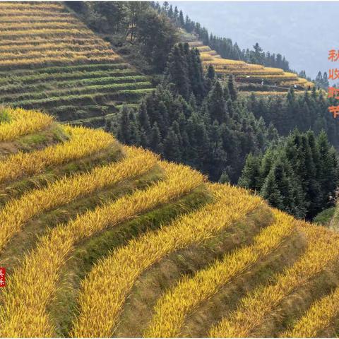 广西龙脊梯田
