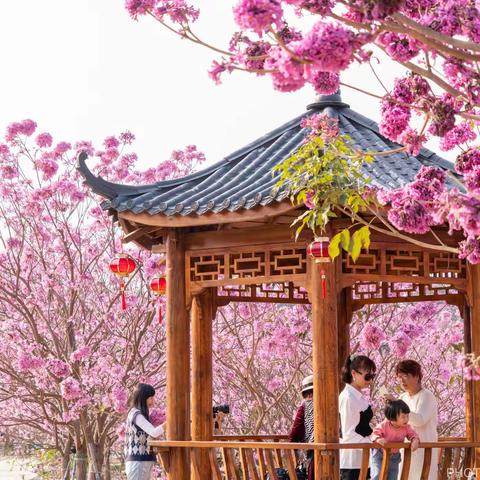 艳丽的紫花风铃