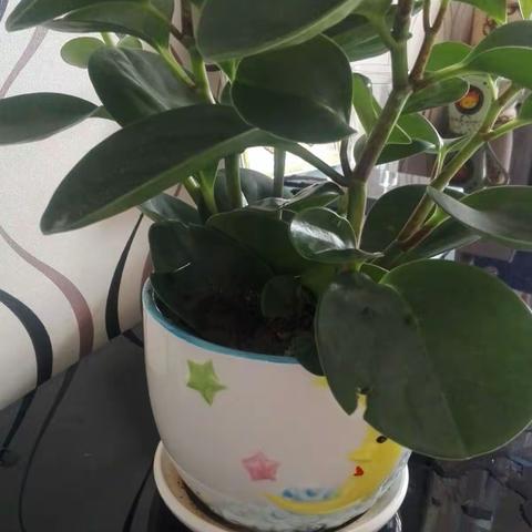 花开正艳 爱在四月