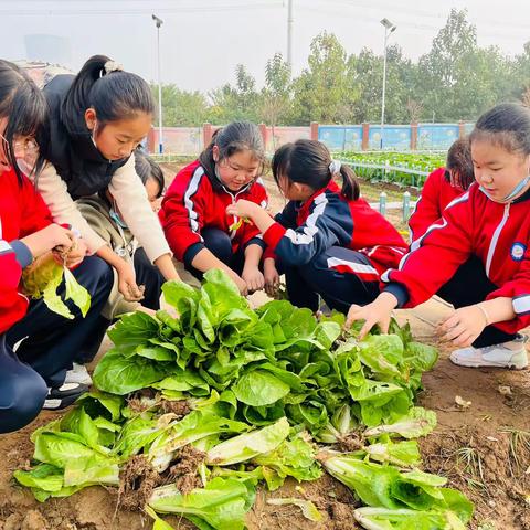 馨汇小学：我们的农耕园丰收啦！