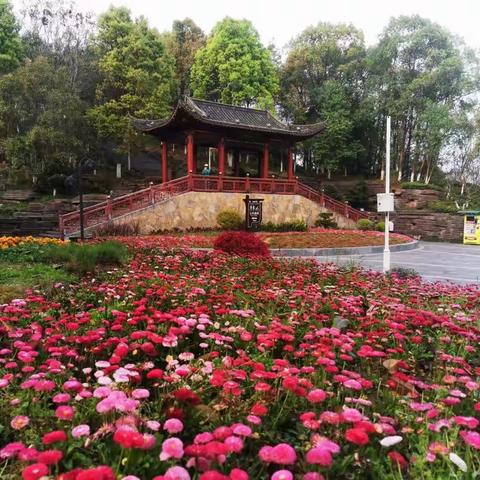 风景宜人，花香宜昌