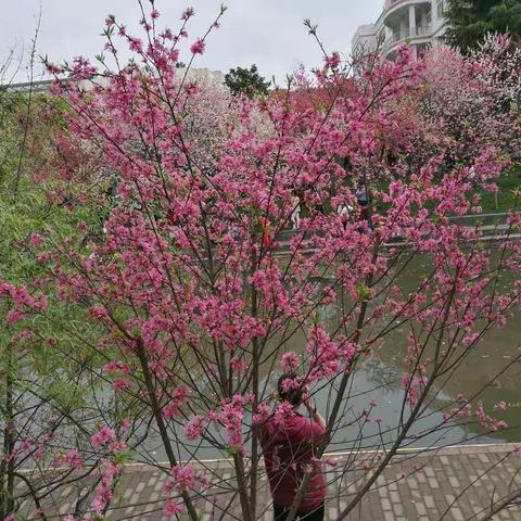 三峡大学桃花节