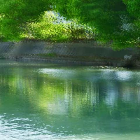 柳嫩翠枝，只此青绿。