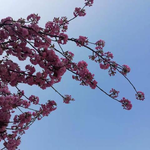 名师引领促成长，且思且行共芬芳——洛南县城关中学“六课”讲评系列活动(一)