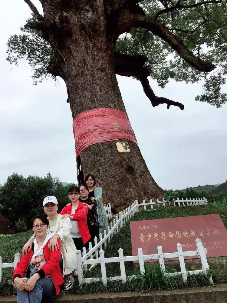 一起去看红军树