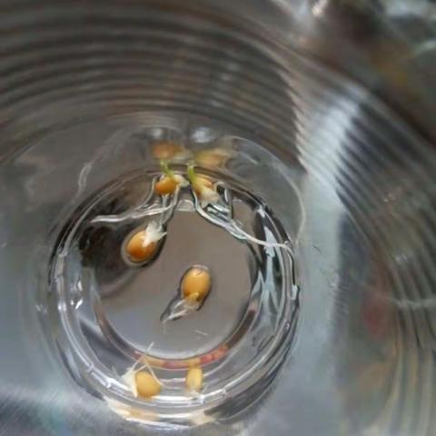 105班陈奕霖 麦子生长记