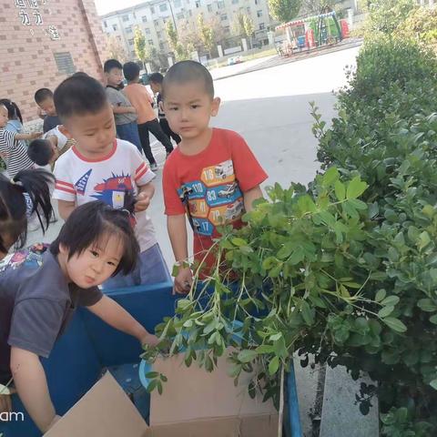 于集镇第二中心幼儿园中一班记“落”花生
