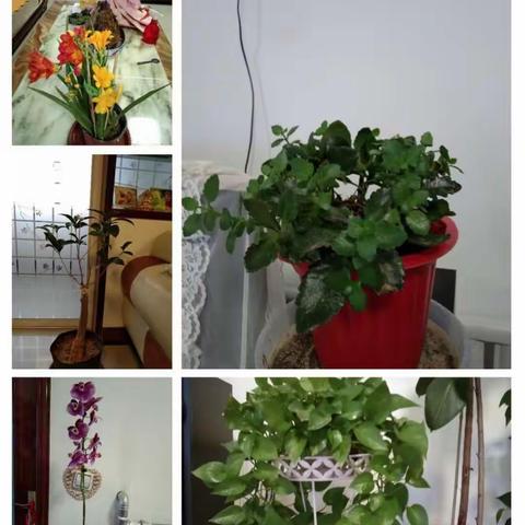 小手拉大手共建美丽家丨晒晒我家的新变化——长乐小学三年级二班优秀作品展