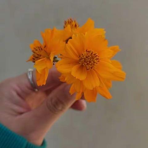 居家隔离静待花开  少年茁壮成长——金湾小学居家隔离专题教育