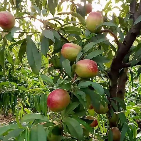 免费入园，各种鲜桃任性摘，这个周末就这样过～