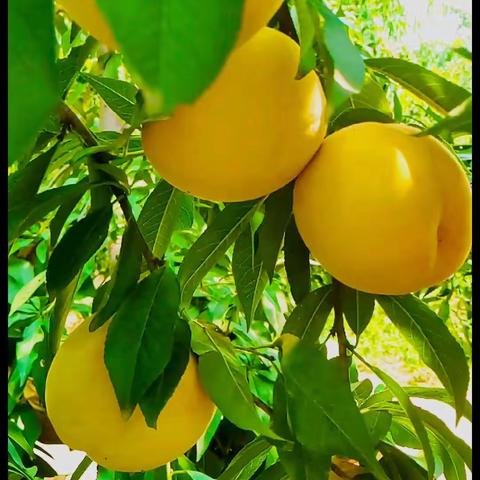 美味黄桃等你来摘