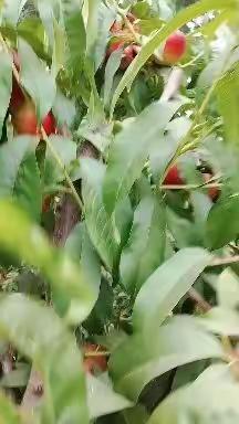 “桃”不过的诱惑，卸店黄桃园端午节盛大开园啦！