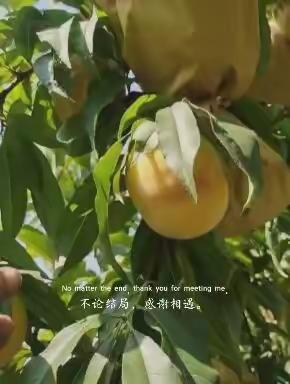 黄桃采摘第二季开始啦