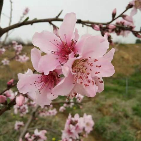 田园风光无限好，桃花妖娆惹人爱！