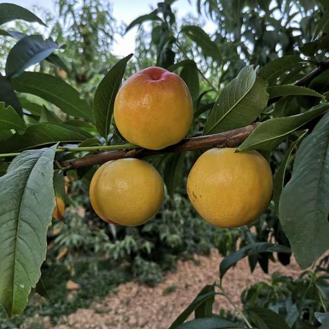 黄金脆，黄桃开始接受预定啦！