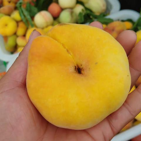 黄金蟠桃熟了！