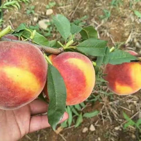 天公不作美         黄桃要延期